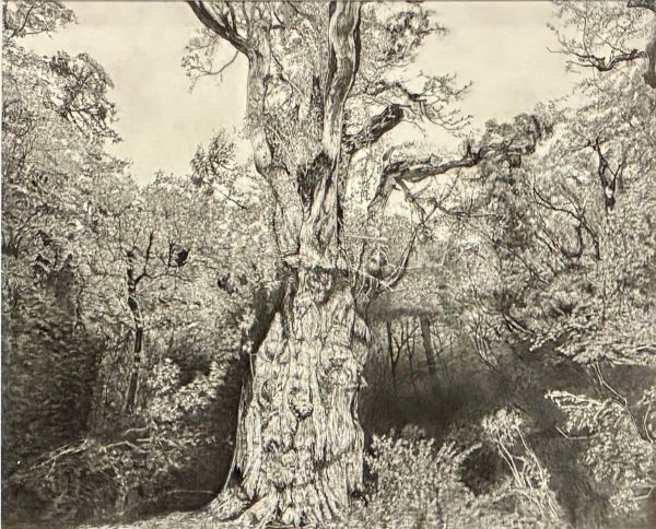 第74回 光陽展　水間　裕（ミズマユタカ）屋久杉 鉛 A3